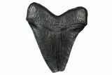 Serrated, Fossil Megalodon Tooth - Feeding Damaged Tip #340213-1